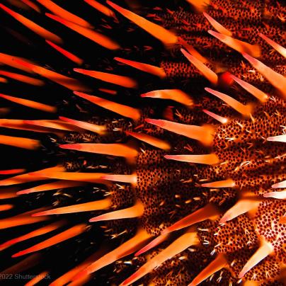 Crown-of-Thorn Animal Wildlife