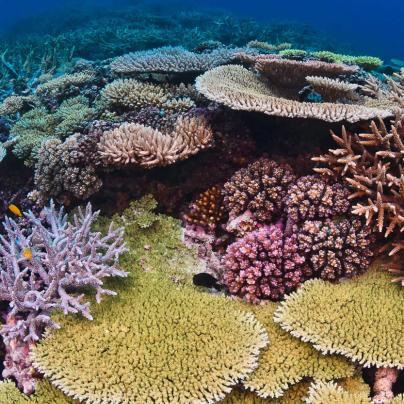 Great Barrier Reef coral photograph – Australia - © Commonwealth of Australia – (Reef Authority) - Photographer: Johnny Gaskell