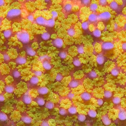 Macro close up photograph of coral found on the Great Barrier – Australia - © Commonwealth of Australia – (Reef Authority) - Photographer: Johnny Gaskell