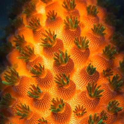 Macro Photography Coral Polyp