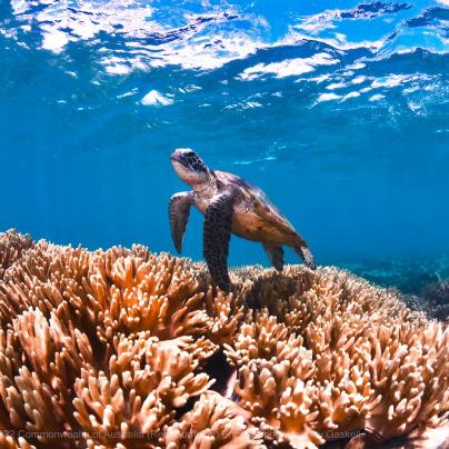 Green Sea Turtle on Soft Coral