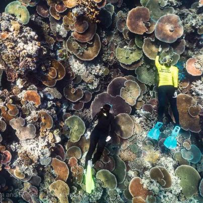 Master reef guide swimming over coral photo Soft coral photo found on the Great Barrier Reef – Australia - © Tourism and Events Queensland