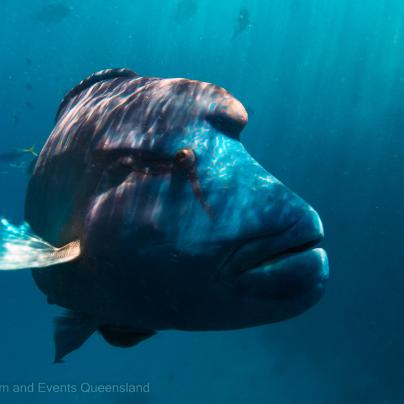 Humphead wrasse – Australia - © Tourism and Events Queensland