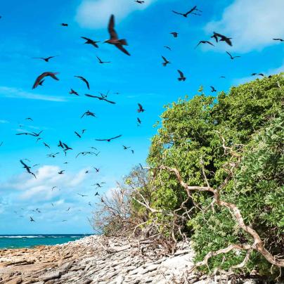 Sea birds along the Great Barrier Reef – Australia - © QPWS - Photographer: Victor Huertas