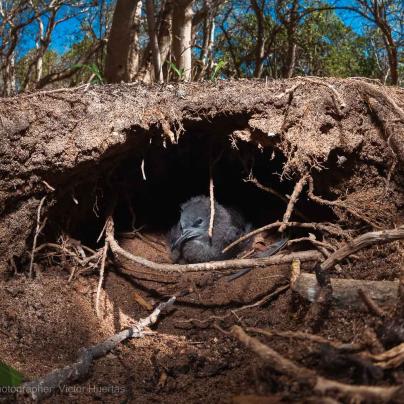 Sea bird in a nest – Australia - © QPWS - Photographer: Victor Huertas