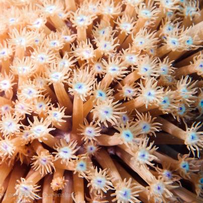 Macro close up photograph of coral found on the Great Barrier  – Australia - © Tourism and Events Queensland