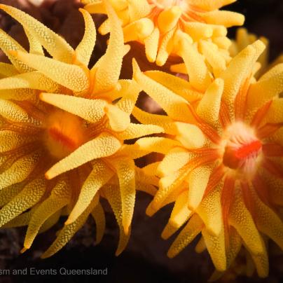 Macro close up photograph of coral found on the Great Barrier – Australia - © Tourism and Events Queensland