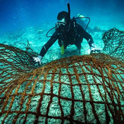 Bait Reef - Whitsundays - Great Barrier Reef - Commonwealth of Australia (Reef Authority)