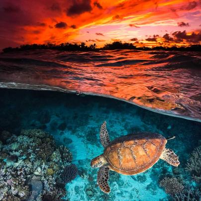 Turtle and sunset - Great Barrier Reef - Copyright-Tourism-and-Events-Queensland