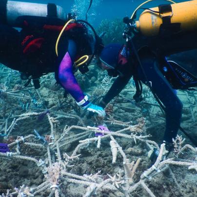 Green Island Reef Stars - Commonwealth of Australia (Reef Authority)