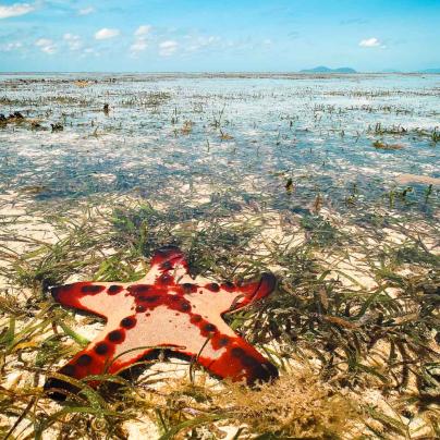 A horned sea star in seagrass on the reef flat at Green Island - © Dieter Tracey