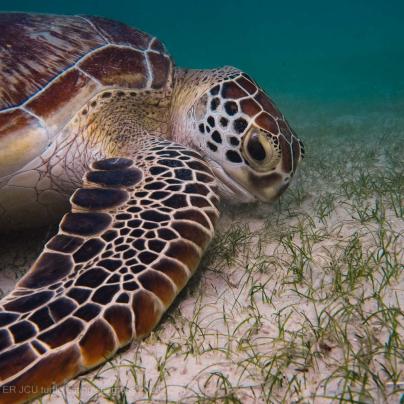 Turtle eating seagrass - © TropWATER JCU turtle eating seagrass 2020