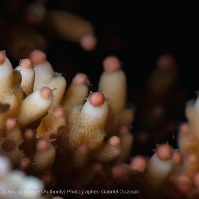 © Commonwealth of Australia - (Reef Authority) Photographer - Gabriel Guzman 16.jpg