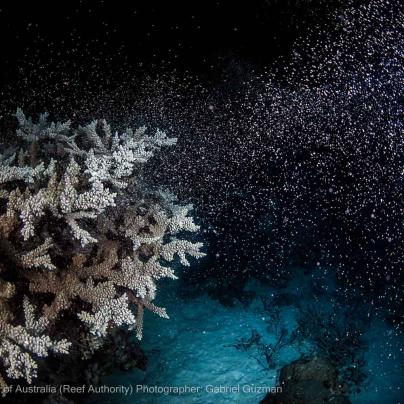 © Commonwealth of Australia - (Reef Authority) Photographer - Gabriel Guzman 9.jpg