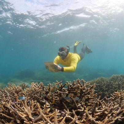 Reef Health Impact Survey