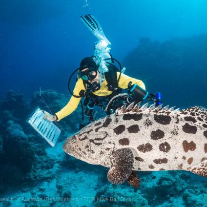 © Commonwealth of Australia TRPI Mike Ball Dive - Diver with a slate and a Queensland Grouper