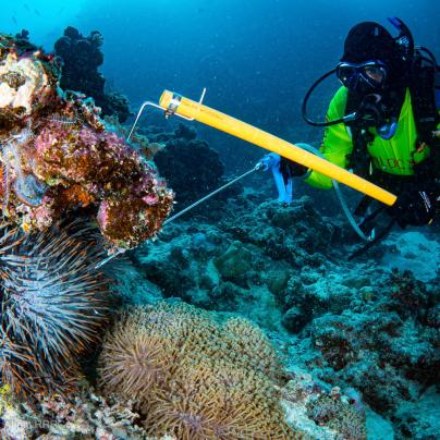 © Dr-Rick-Abom-RRRC-COTS-Diver
