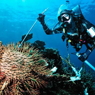 Crown-of-thorns starfish and diver © Commonwealth of Australia (Reef Authority)