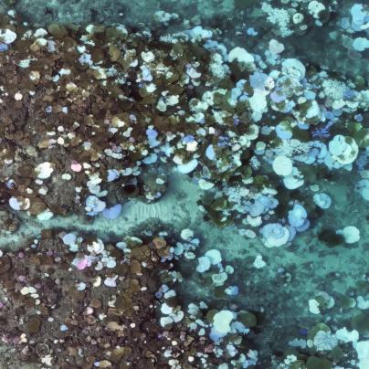 Eyrie Reef March 2024 showing coral bleaching