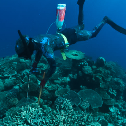 Diver injecting crown-of-thorns starfish 