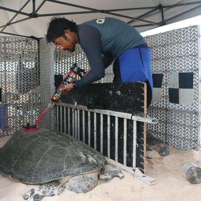 Green sea turtle Torres Straits Great Barrier Reef Traditional Owners