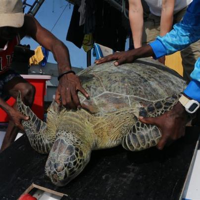Green sea turtle Torres Straits Great Barrier Reef Traditional Owners
