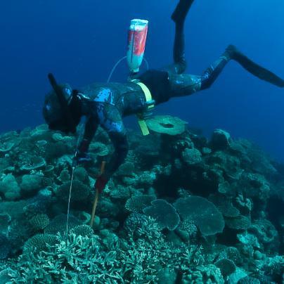 Diver injecting Crown of thorns starfish