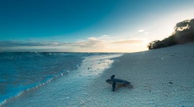 Baby turtle heading to water – Australia - © QPWS - Photographer: Victor Huertas