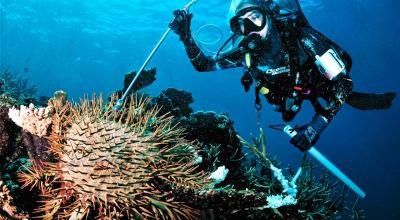 Crown-of-thorns starfish and diver © Commonwealth of Australia (Reef Authority) 