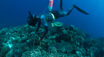 Diver injecting crown-of-thorns starfish 