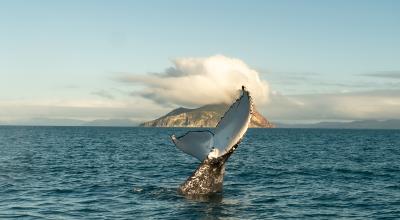 Humpback whale