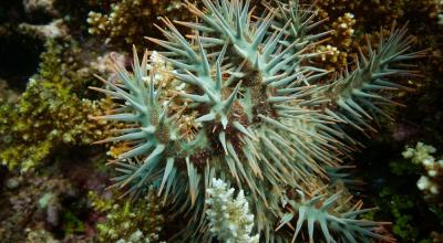 Crown-of-thorns starfish eating coral