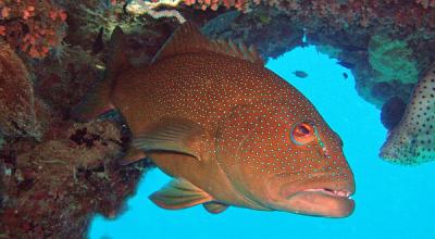 Coral trout