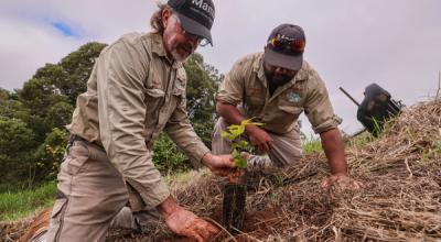 Mamu aboriginal rangers planting tree