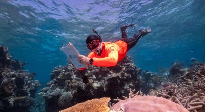 Dr Roger Beeden surveying Reefs off Cairns