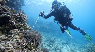 Diver swimming on the reef with a large needle injecting a crown of thorns starfish.