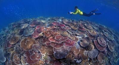 A colourful coral reef in the foreground with a person swimming with a camera in the background.