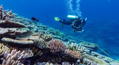AIMS diver surveying reefs