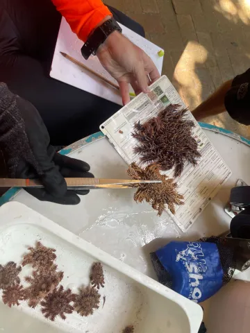 COTS from the Green Island site 