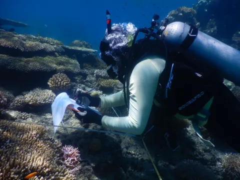 Benthic monitoring underway at the positive control site
