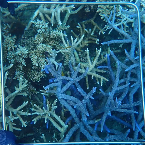 Post cyclone quadrats at Green island