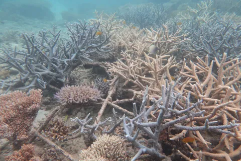 Coral successfully growing on the reef stars at the experimental site during the December 2024 monitoring.