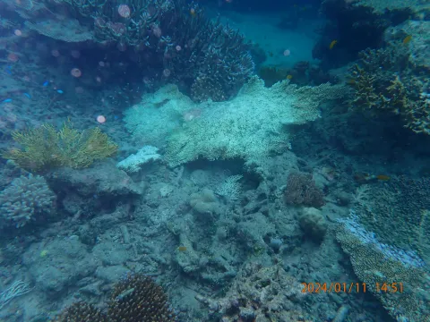 Plate coral overturned by Cyclone Jasper, outside the rehabilitation site.