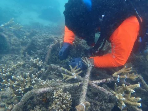Field management divers attaching new coral fragments to Reef Stars at the Humpy Island site