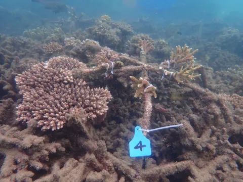 new coral fragments to Reef Stars at the Humpy Island site