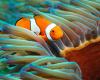 Clownfish in an anemone image - Great Barrier Reef Marine Park - Australia - © Commonwealth of Australia – (Reef Authority) - Photographer: Johnny Gaskell