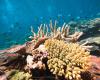  Tourism Reef Protection Initiative ©-Kiana-Centre-of-a-RHIS-Survey-100%-Coral-Cover
