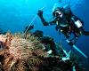 Crown-of-thorns starfish and diver © Commonwealth of Australia (Reef Authority) 