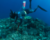 Diver injecting crown-of-thorns starfish 