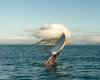 Humpback whale